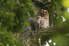 Tawny Owl-7163