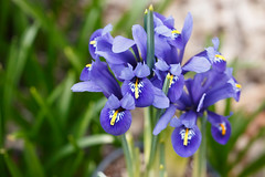 62/365 mini irises