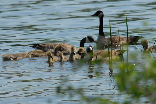 Cobbossee Lake geese - J Petroulis