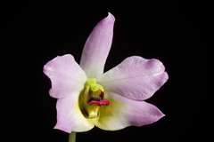 [Vietnam] Dendrobium trantuanii Perner & X.N.Dang, Orchidee (Hamburg) 54: 220 (2003)