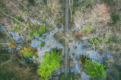 Swamp | Aerial #76/365