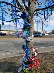 3-19-2019: Memorial tree. Cambridge, MA