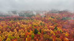 Misty autumn colours