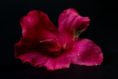 Beautifully Flawed Flower 73/365
