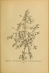 Anglų lietuvių žodynas. Žodis aureolaria pedicularia reiškia <li>aureolaria pedicularia</li> lietuviškai.