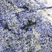 Azul Bahia Granite (sodalite metasyenite, Itabuna Syenite Complex, Neoproterozoic, ~676 Ma; Fazenda Hiassu, Bahia State, Brazil) 17