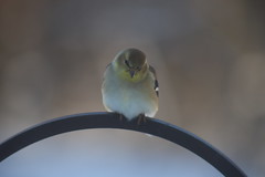 223/365/3875 (January 20, 2019) - Goldfinches at my Bird Feeders (Saline, Michigan) - January 20th, 2019