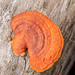 Fungus sp