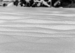 Project 365/Day 42: Waves of Snow