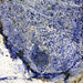 Azul Bahia Granite (sodalite metasyenite, Itabuna Syenite Complex, Neoproterozoic, ~676 Ma; Fazenda Hiassu, Bahia State, Brazil) 18