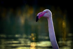 Flamingo at nightfall