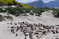 Boulders Beach penguins