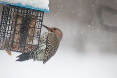 222/365/3874 (January 19, 2019) - Common Flicker at my Bird Feeders on a Snowy Day (Saline, Michigan) - January 19th, 2019