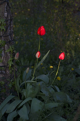 ... tulip season ...