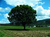 20100513 372 1301 Jakobus Baum Feld Wolken_K