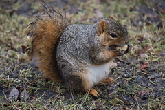 275/365/3927 (March 13, 2019) - Fox Squirrels on a Wet Late Winter