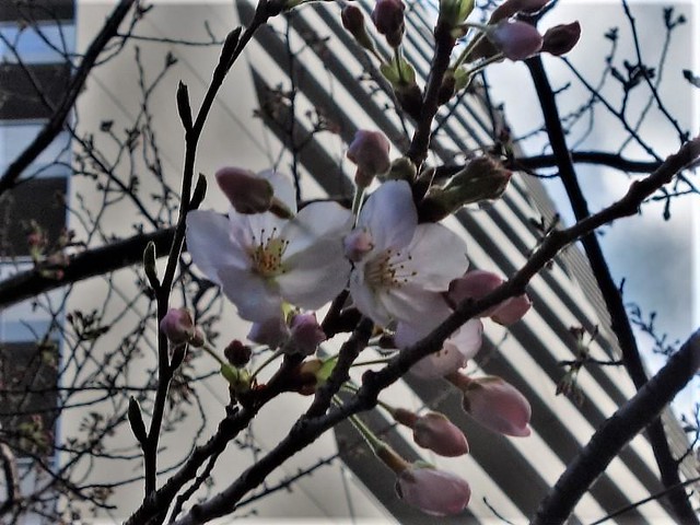 港区の自宅マンションの庭でも、桜が咲き始...