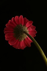 Didier B.-DIB 1 • <a style="font-size:0.8em;" href="http://www.flickr.com/photos/161151931@N05/47174276341/" target="_blank">View on Flickr</a>