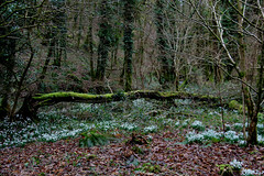 Snowdrop Valley - Wheddon Cross - Exmoor - 2019