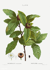 Medlar (Mespilus communis) illustration from Traité des Arbres