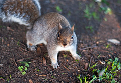 07/365: Grey Squirrel, London