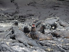 Galapagos IslandsTNW