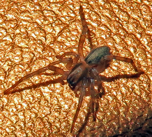 Ghost Spider, Hibana sp., possibly H. futilis, Talking Rock, GA - a photo  on Flickriver