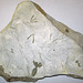 Tetragraptus & Phyllograptus fossil graptolites (Bendigonian Formation, Lower Ordovician; Spring Gully, Bendigo, Victoria, Australia) 2