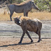 Hyena and Warthog