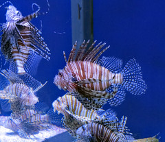 Red Lion Fish.
