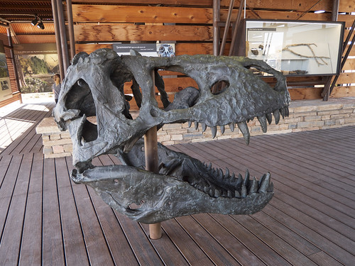Tyrannosaurus Skull - Fossil Discovery Exhibit