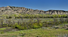 I Walked Under the Cottonwoods in the Merry Month of May (Theodore Roosevelt National Park)