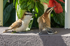 Rufous-naped Wrens (Juvenile and Adult)