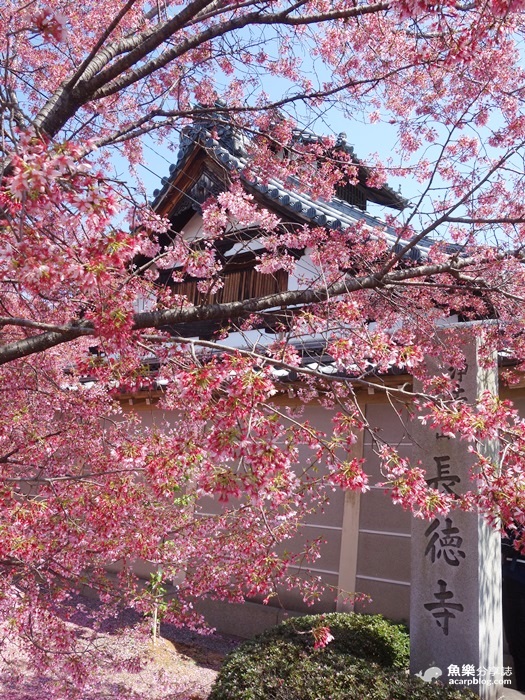 【京都旅遊】長德寺│京都最早櫻花│熱門賞櫻景點 @魚樂分享誌