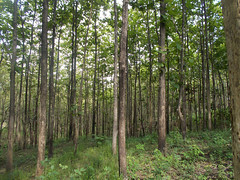 Young teak forest - Nature