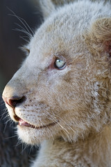 Profile of a cub