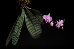 [Mindoro, Philippines] Phalaenopsis schilleriana '#180501' Rchb.f., Hamburger Garten- Blumenzeitung 16: 115 (1860)