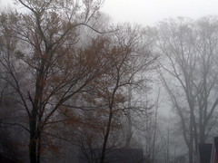 Trees And Fog.