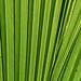 palm texture