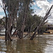 Echuca Steam Boats Moored Up