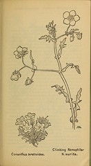 Anglų lietuvių žodynas. Žodis nemophila aurita reiškia <li>nemophila aurita</li> lietuviškai.