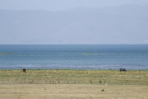 Horses near Lake Sevan, 03.09.2013.