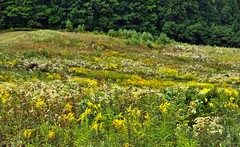 The Butterflies Dance Amongst the Flowers Inviting Me to Take in the Mysteries of Nature (Cuyahoga Valley National Park)
