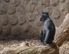 Chester Zoo - Macaque