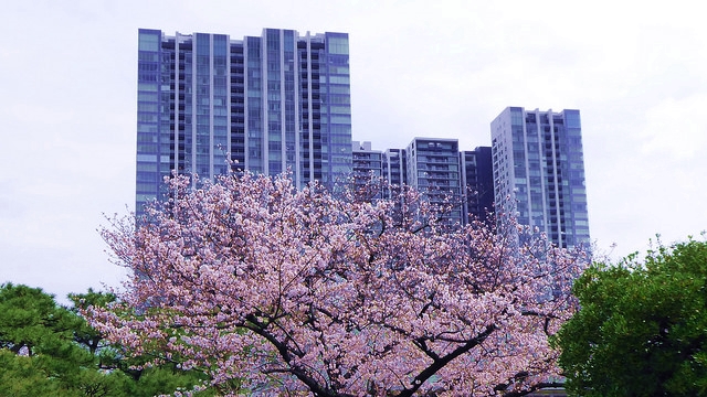 あと2ヶ月で桜満開の季節になりますね。近...