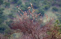 Pilanesberg National Park, North West, South Africa