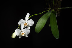 [Gattaran Cagayan, Philippines] Phalaenopsis aphrodite 'Gattaran' Rchb.f., Hamburger Garten- Blumenzeitung 18: 35 (1862)