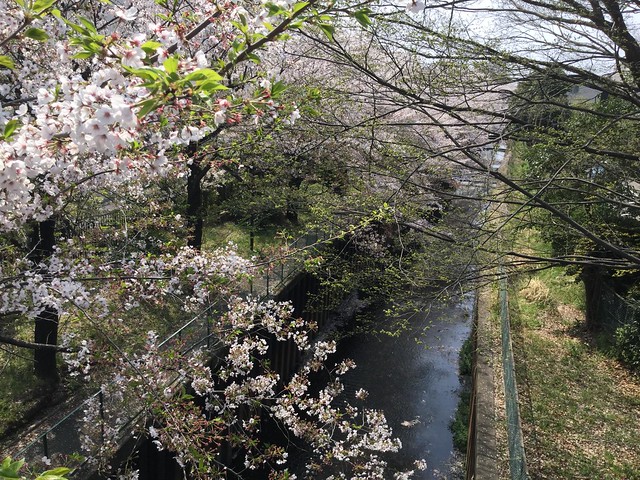 MRから現地に向かう道中、石神井川の桜。...