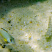 Parapercis clathrata Spotted Grubfish and juvenile Lutjanus fulvus Blacktail Snapper